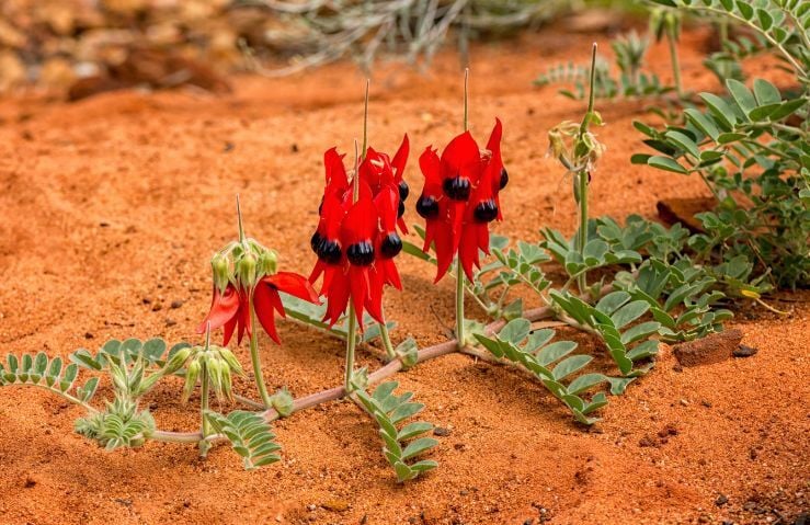 Red Sturt Desert Pea flowers in bloom on red earth